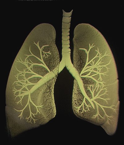 Pluća anatomija